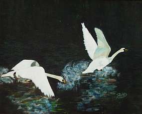 Deux cygnes blancs et lumineux prennent leur envol se dtachant de la surface sombre de l’tang.